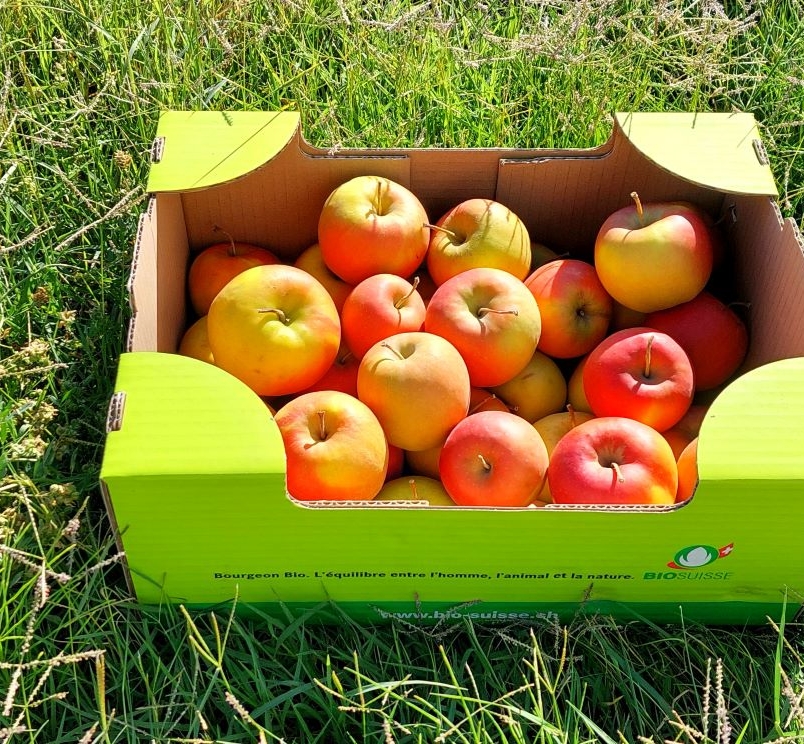 Pommes Bio variété Bonita